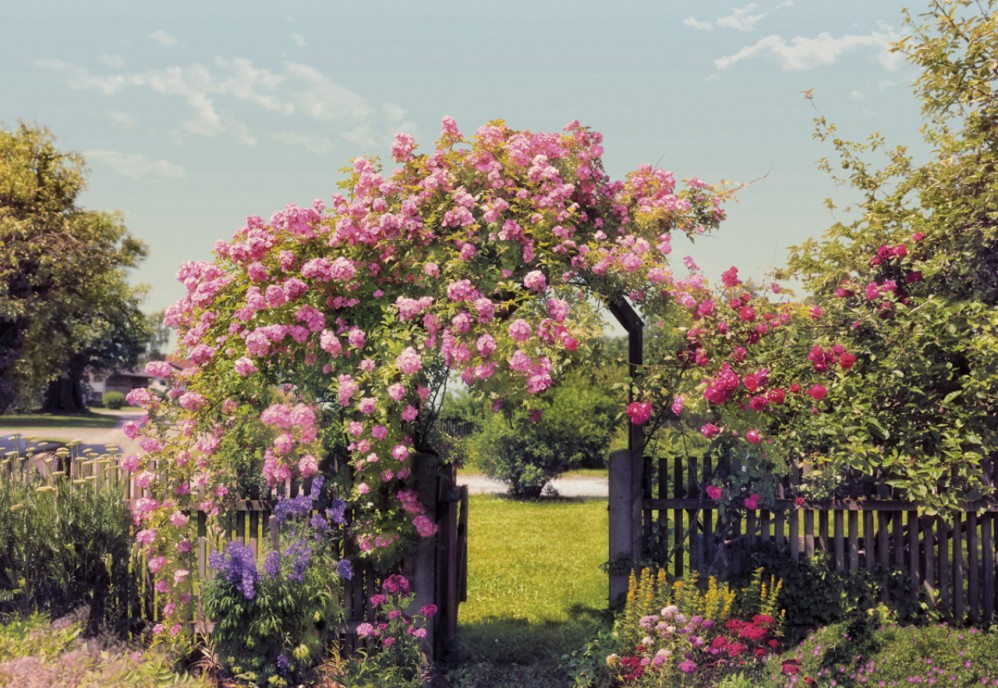 8-936 Фотообои Komar "Rose Garden"