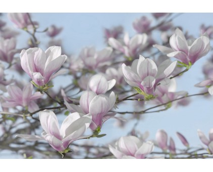 8-738 Фотообои Komar "Magnolia"